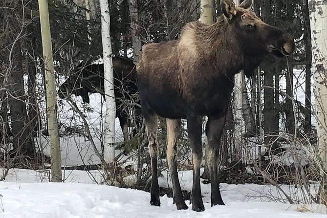 Winter - Wildlife & Turnagain Arm Tour - Key things to notice before you go