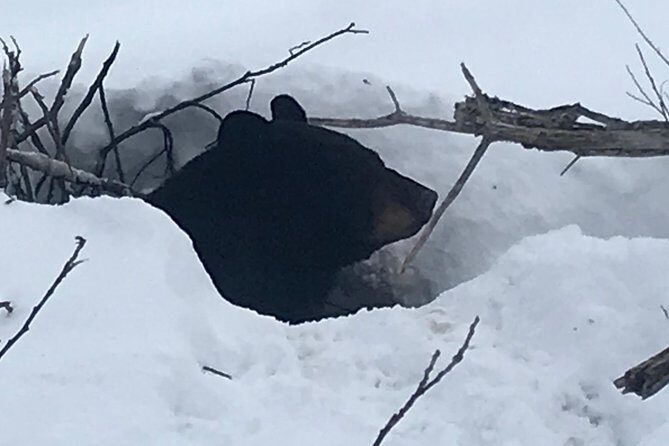 Winter - Wildlife & Turnagain Arm Tour - Should you book this Winter - Wildlife & Turnagain Arm Tour?